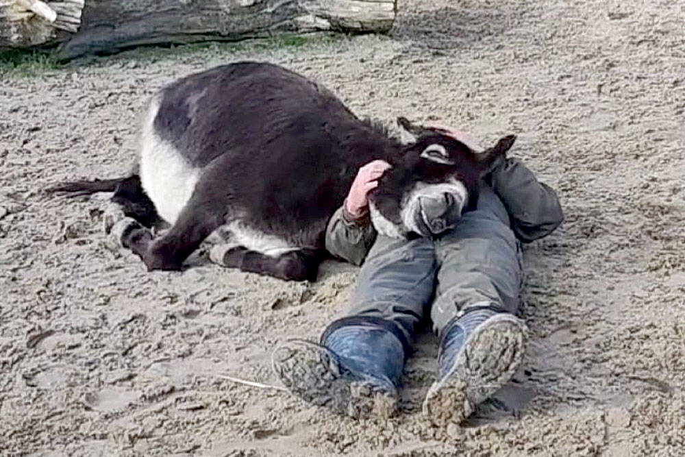 Esel auf dem Begegnungshof Oyensburg