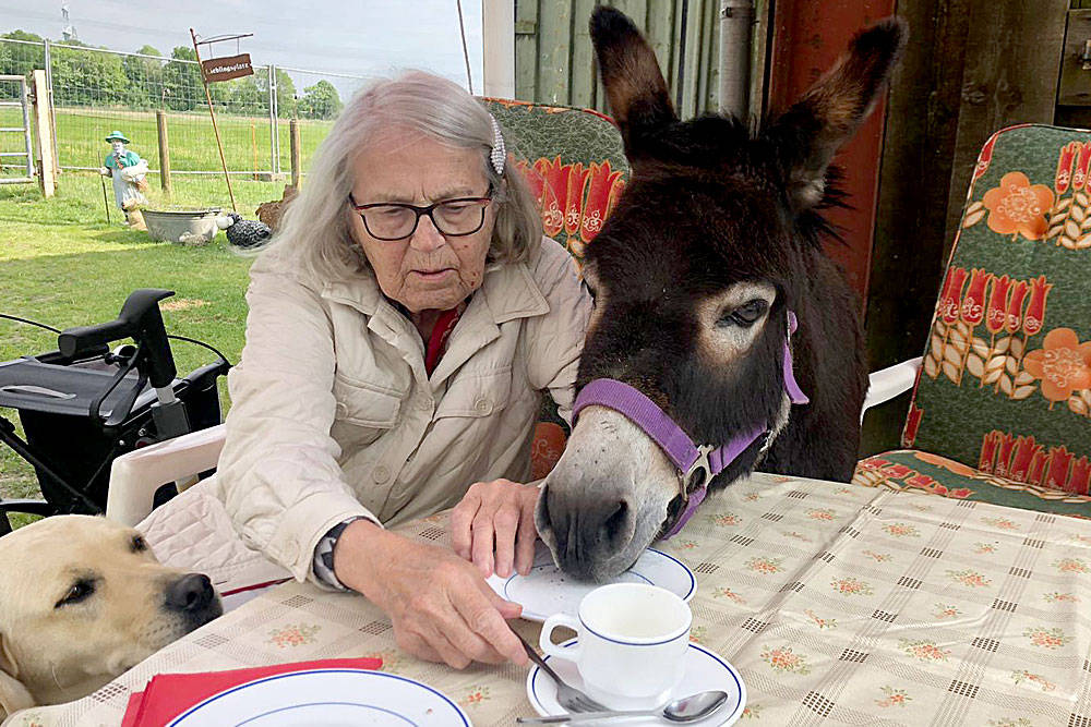 Neugierig: Esel und Hund