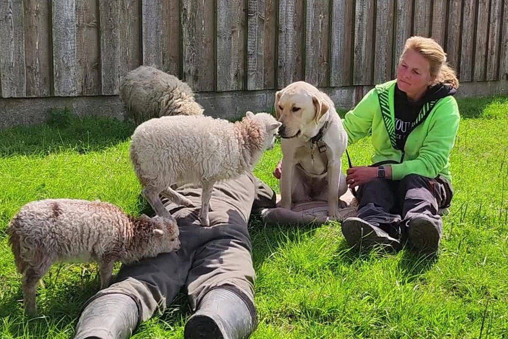 Schafe auf dem Hof Oyensburg