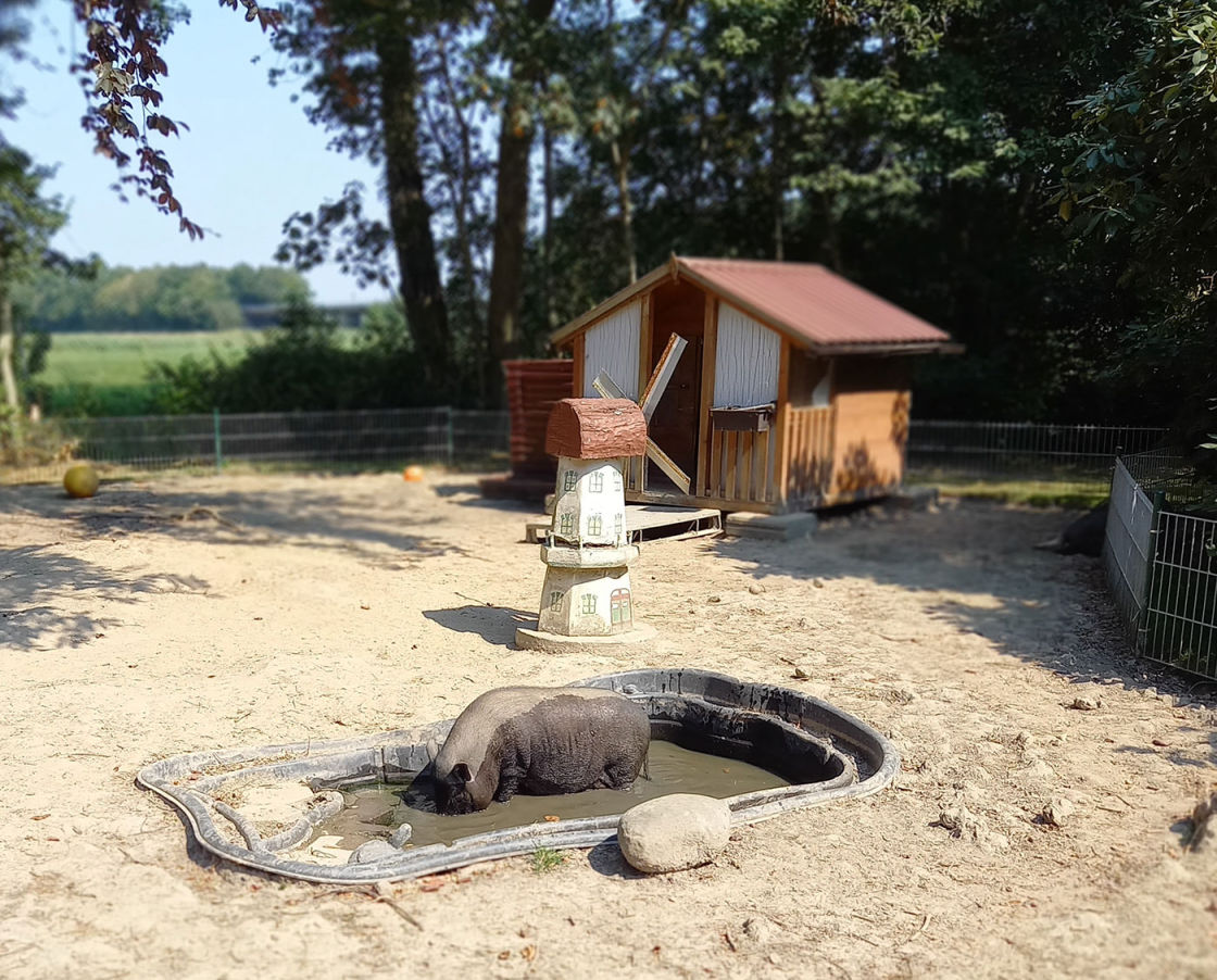 Entspanntes Tierleben auf dem Begegnungshof Oyensburg